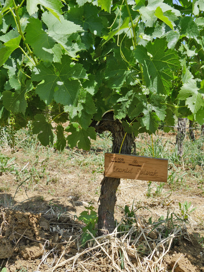 Виноградник на урожай